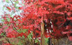 Chinese Red Maple