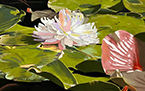 Water Lily #3