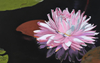 Water Lily #2 Water Lily #2