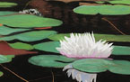 Waterlily / Lotus Flower